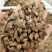 川牛膝中药材四川野生牛膝牛夕牛七牛腾特级牛膝红牛膝