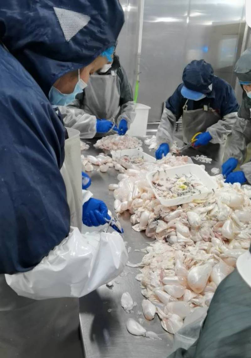 白鲢鱼泡一斤装（去黑膜，去油脂，去苦泡）