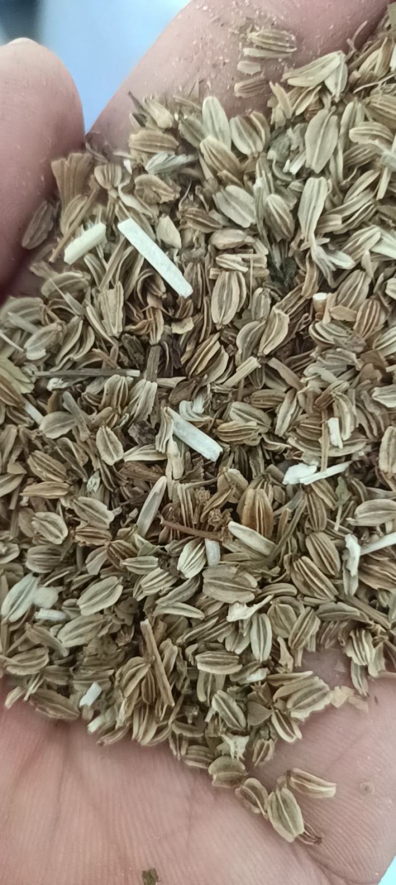 出售新产当归种子当归籽欧当归，5斤以上包邮
