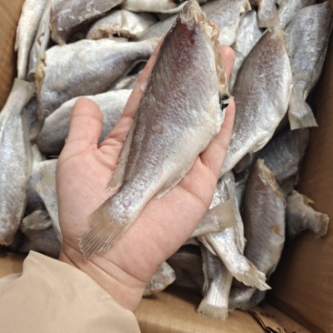 黄花鱼干山东鱼干去头带盐分现货直发品质保证