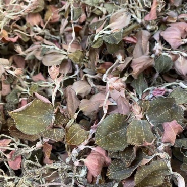 福建种植金线莲