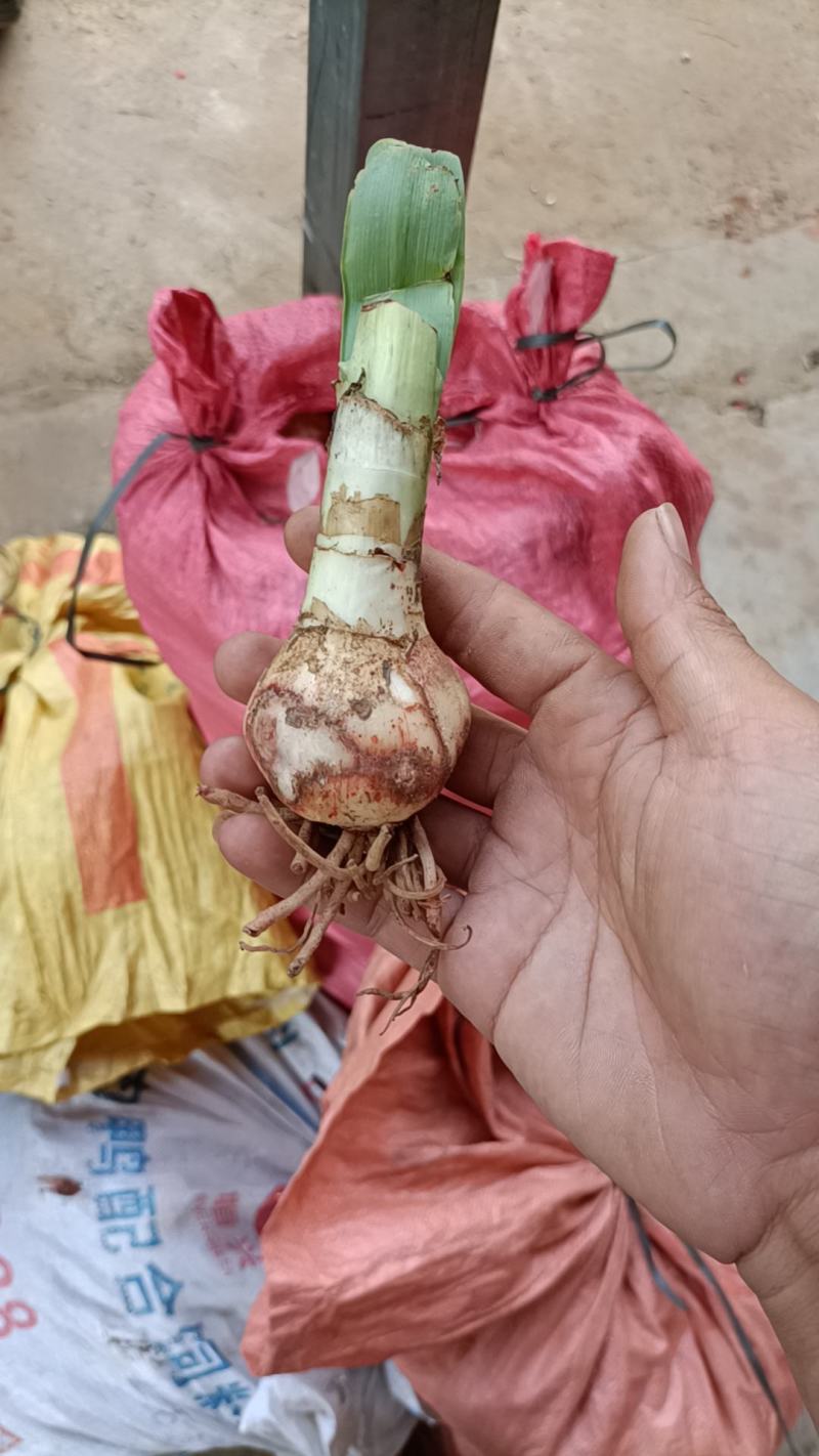 朱顶红。土朱