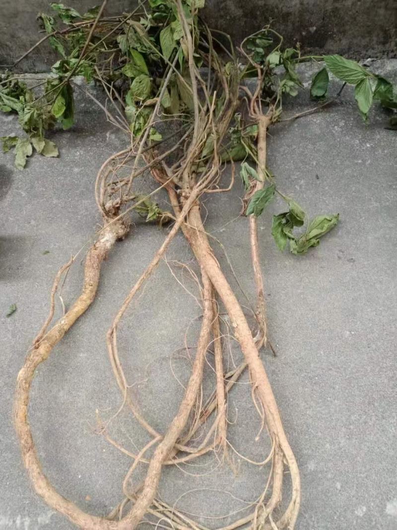 山间谷草千斤拔500g千斤拔一条根千金拔新货