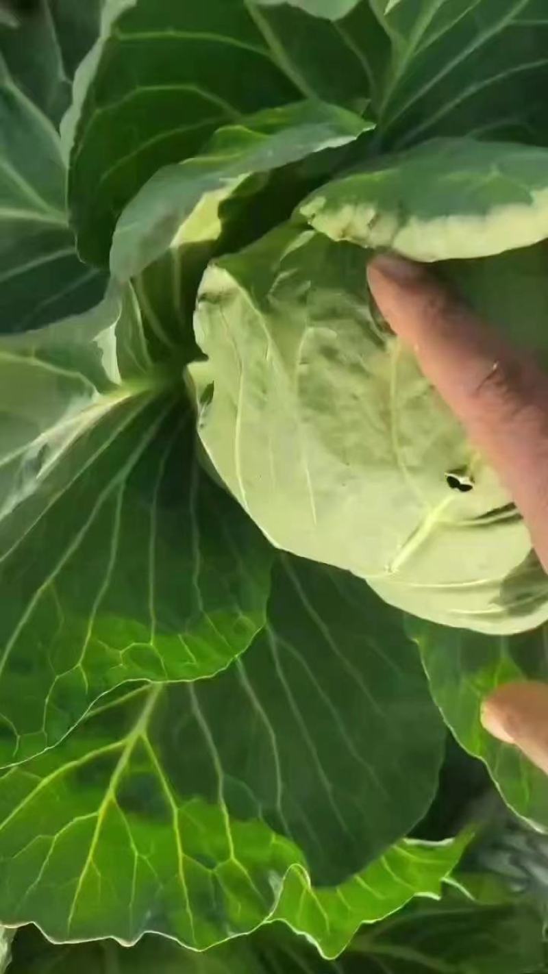 精品甘蓝大量有货原产地直发视频看货批发欢迎联系