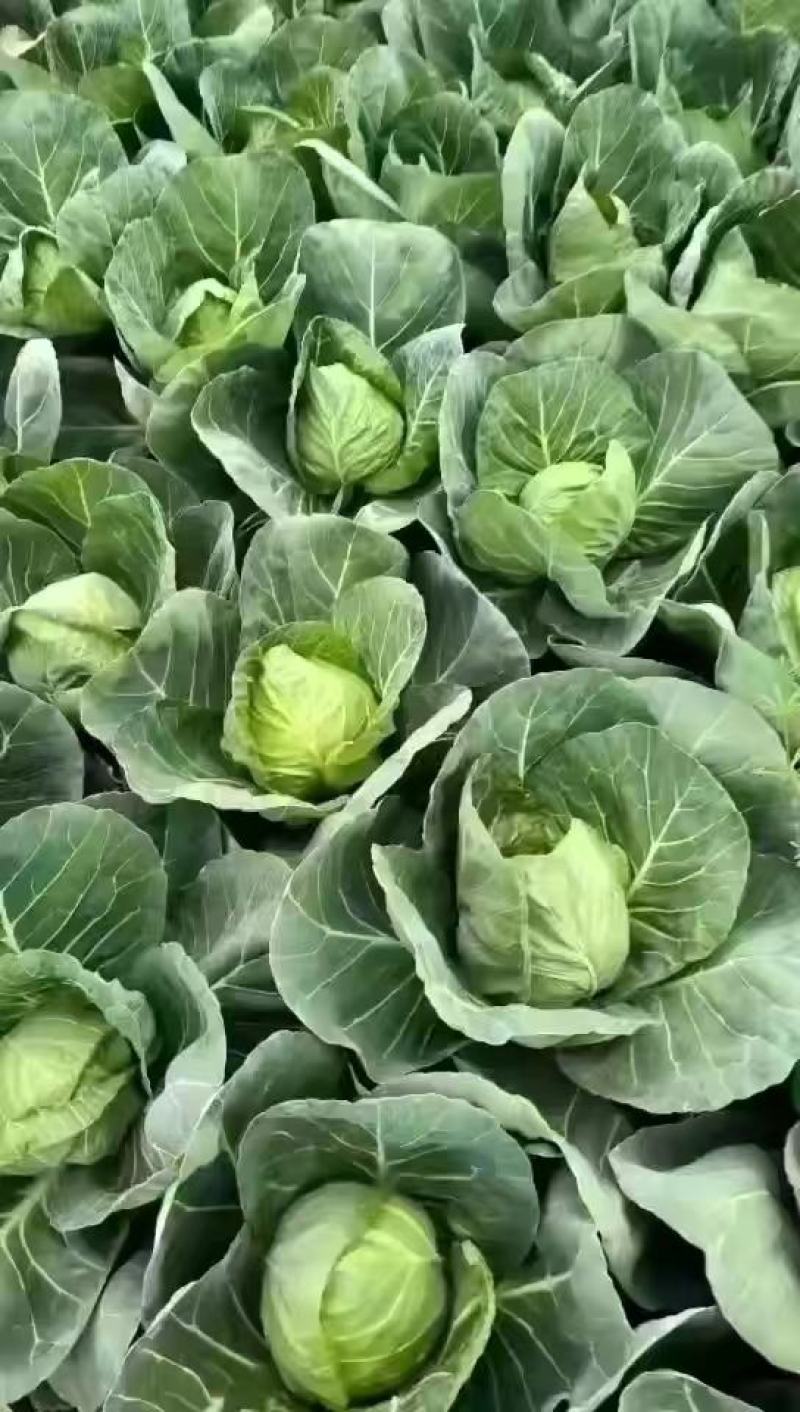 精品甘蓝大量有货原产地直发视频看货批发欢迎联系
