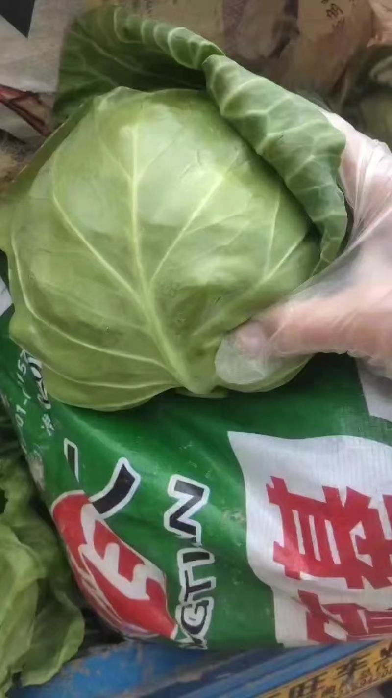 精品甘蓝大量有货原产地直发视频看货批发欢迎联系