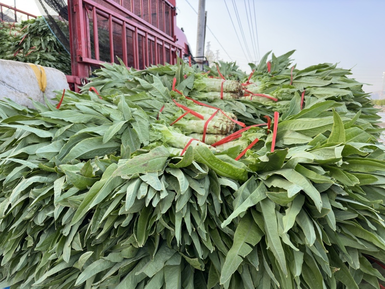 莴笋菜品应用场景示意图