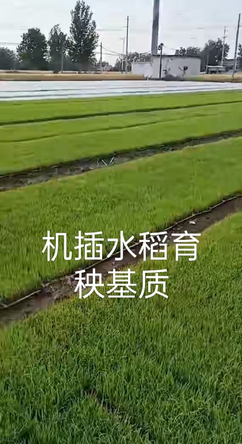 育苗基质水稻育秧基质草莓西瓜育苗基质蔬菜育苗基质