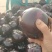 【紫光圆茄】大量供应中品质保障一手货源现摘现发