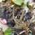 睡莲苗睡莲是睡莲科睡莲属植物的统称。它是一种多年生浮叶型