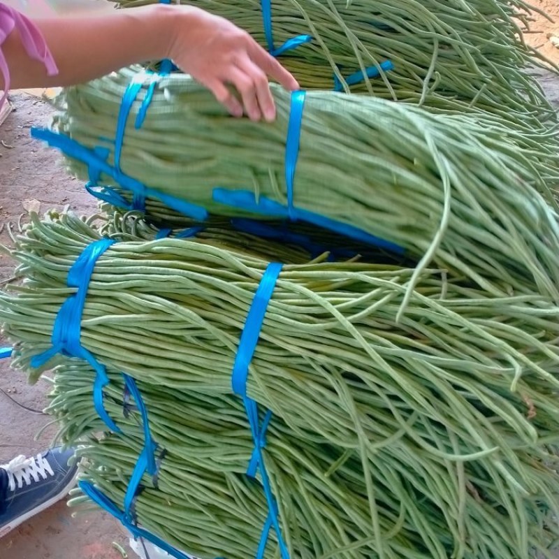 精品【豆角】无公害长豆角品质保证大量供应中