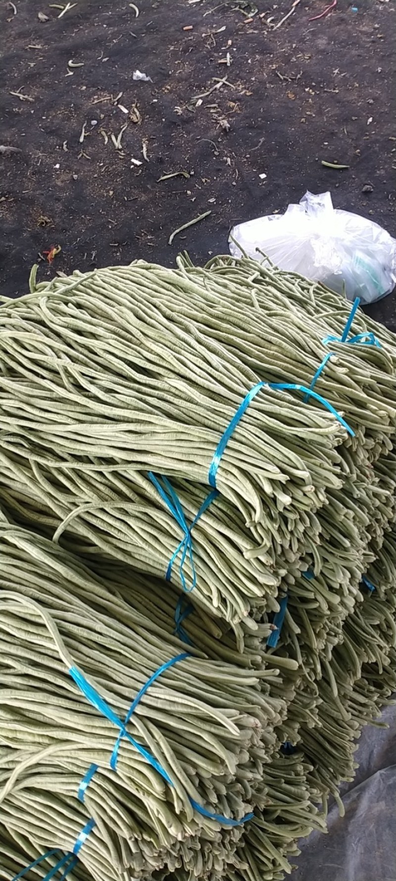 精品【豆角】无公害长豆角品质保证大量供应中