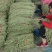 精品【豆角】无公害长豆角品质保证大量供应中