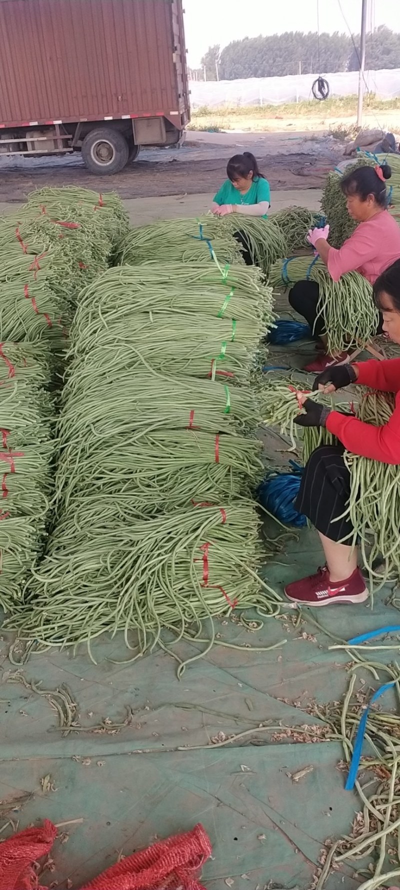 精品【豆角】无公害长豆角品质保证大量供应中