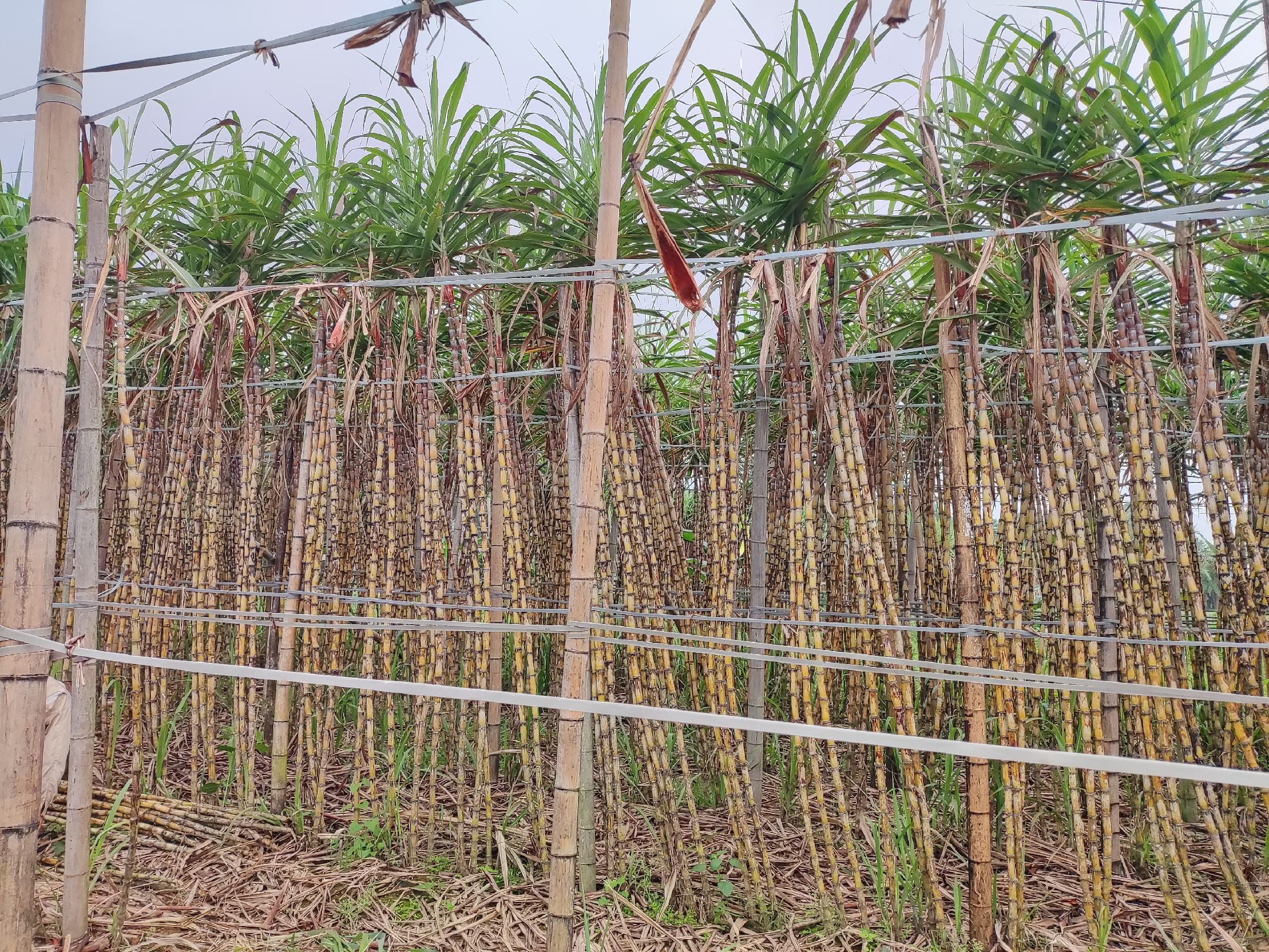 甘蔗田间管理示意图