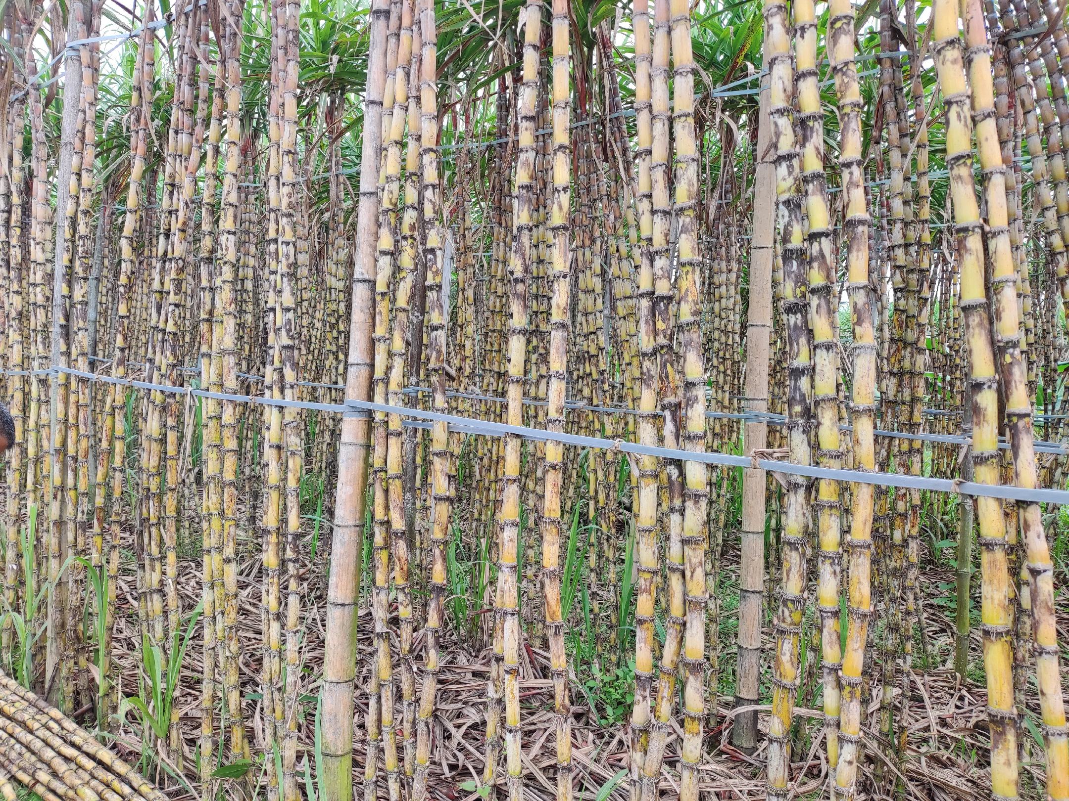 甘蔗与高粱对比图