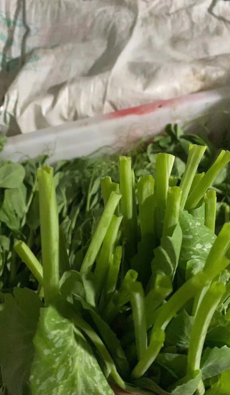 精品新鲜豆苗预售中营养价值丰富