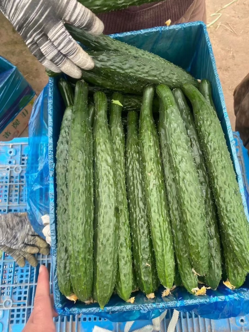 河南商丘夏邑密刺黑油亮青瓤黄瓜，顶花带刺黄瓜。密刺黄瓜
