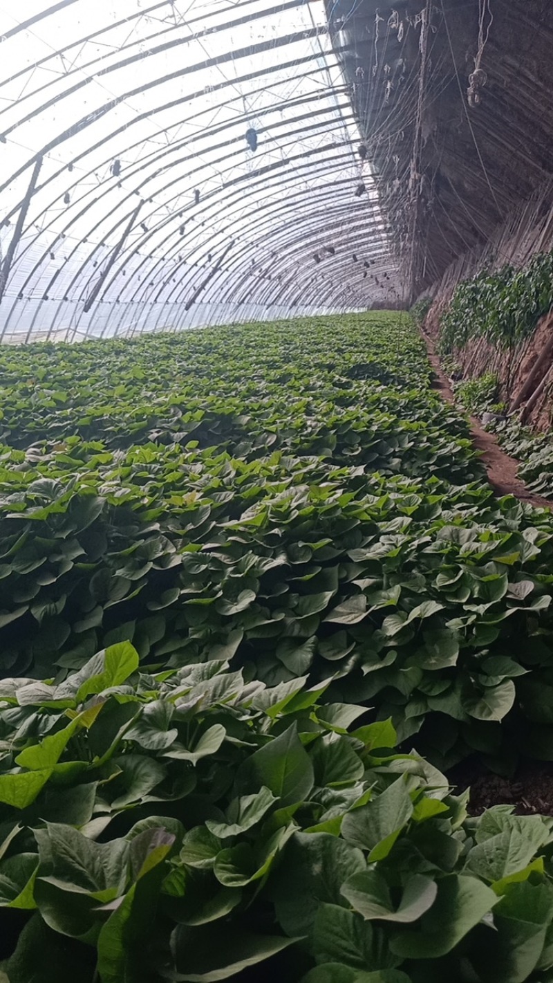 烟薯苗红薯苗地瓜苗辽宁基地批发品质好欢迎来电洽谈