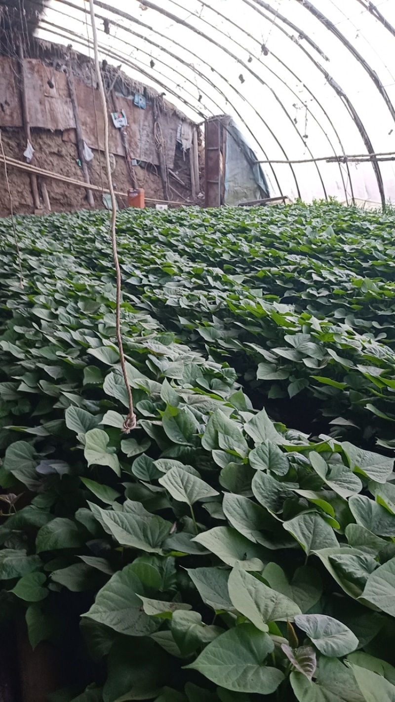 烟薯苗红薯苗地瓜苗辽宁基地批发品质好欢迎来电洽谈