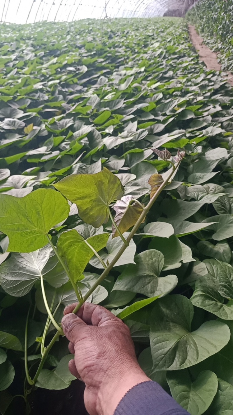 烟薯苗红薯苗地瓜苗辽宁基地批发品质好欢迎来电洽谈