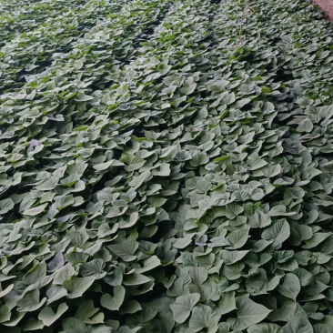 烟薯苗红薯苗地瓜苗辽宁基地批发品质好欢迎来电洽谈