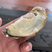 乳山牡蛎自产自销原产地现货鲜活全国发货欢迎采购