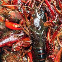 江苏淡水养殖小龙虾，底板干净，肉质饱满。精品小龙虾