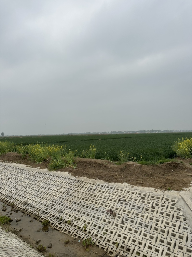 求租土地，种植小麦玉米，河南省内及周边