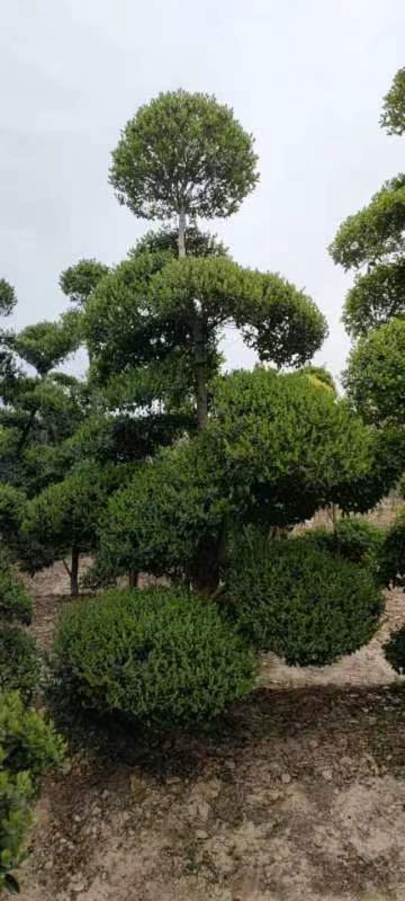 小叶女贞造型树