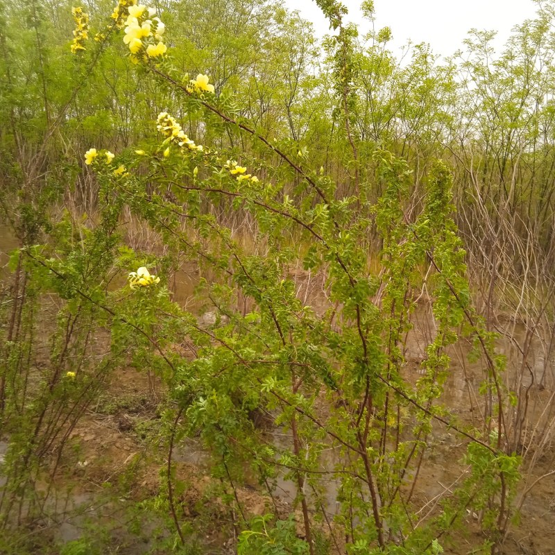 黄刺玫梅丛生大波大拨，八个枝，十个支，十二个枝，易成活，