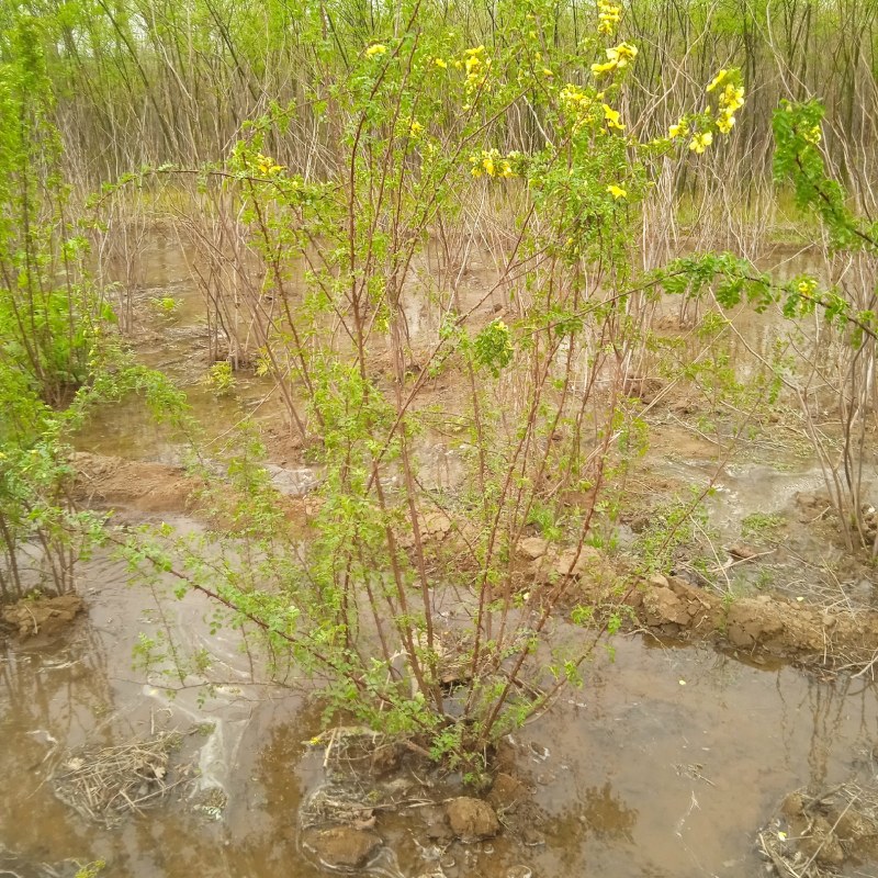 黄刺玫梅丛生大波大拨，八个枝，十个支，十二个枝，易成活，