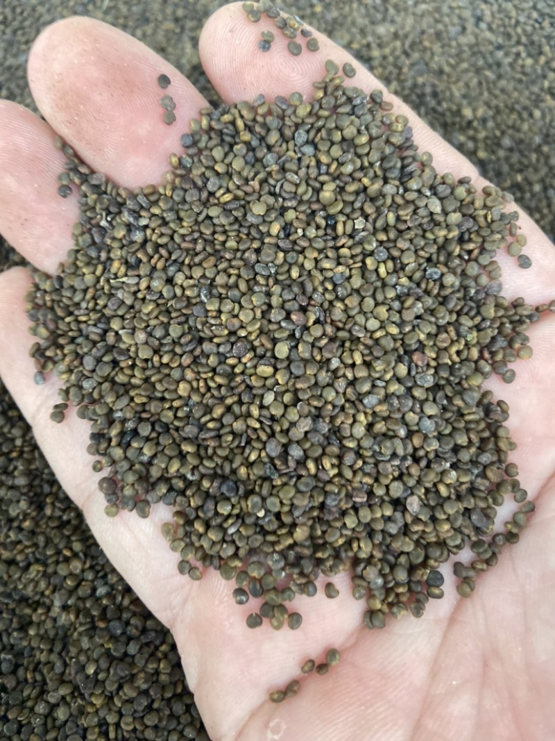 沙苑子茶沙菀子正品沙苑蒺藜沙苑蒺藜中药材泡茶