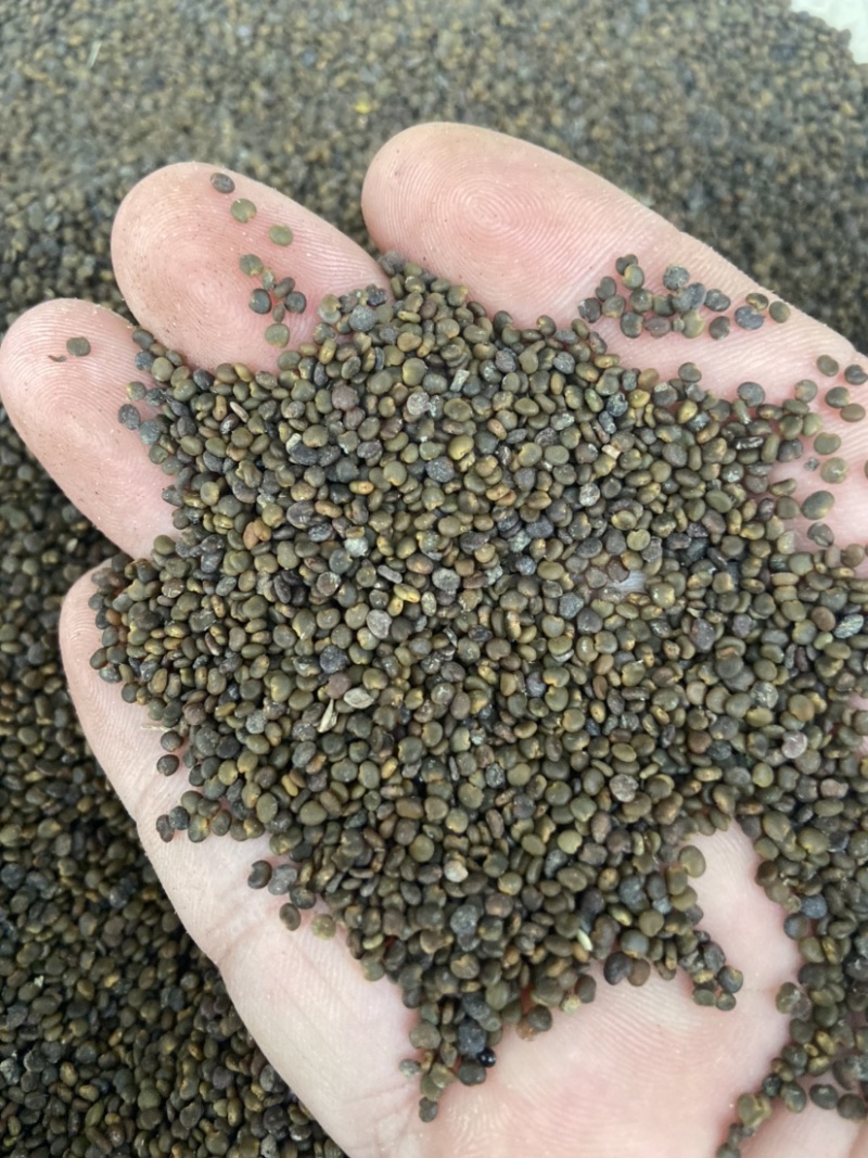 沙苑子茶沙菀子正品沙苑蒺藜沙苑蒺藜中药材泡茶