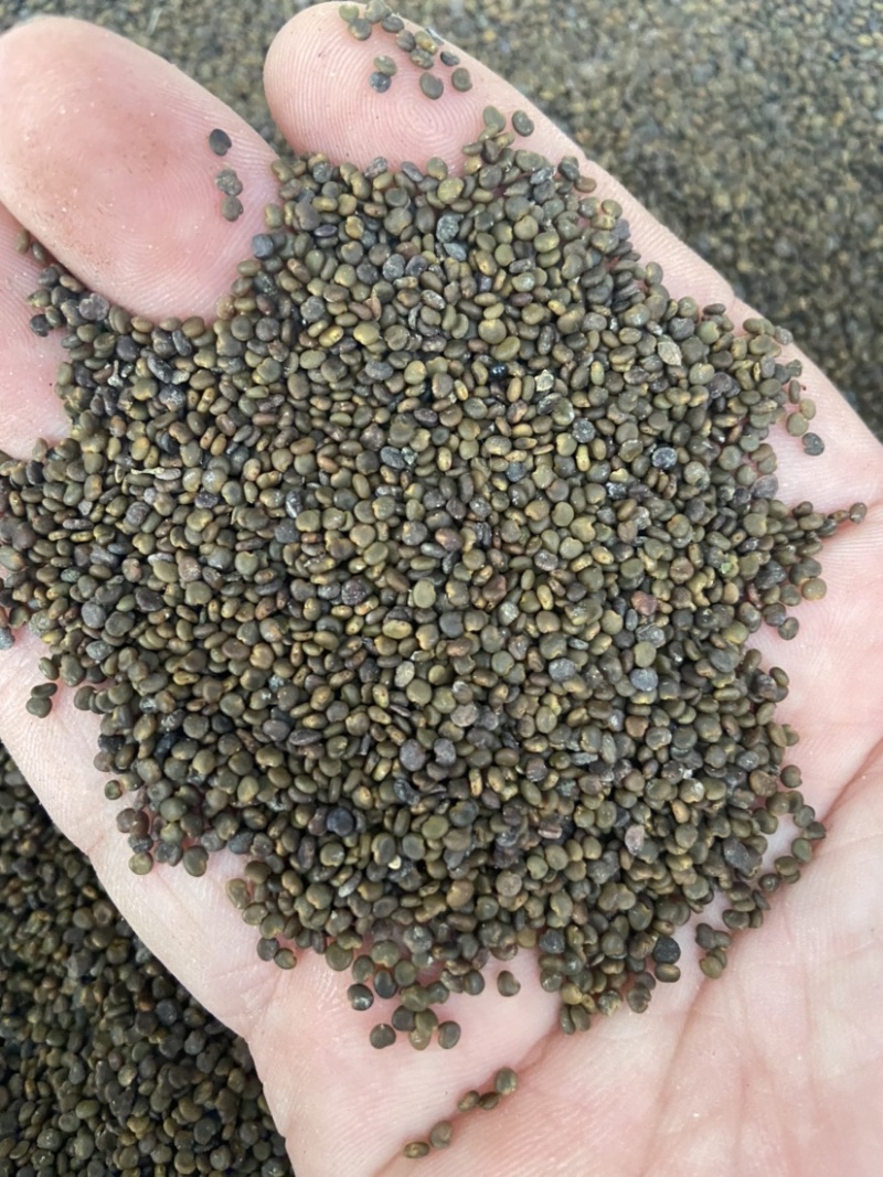 沙苑子茶沙菀子正品沙苑蒺藜沙苑蒺藜中药材泡茶