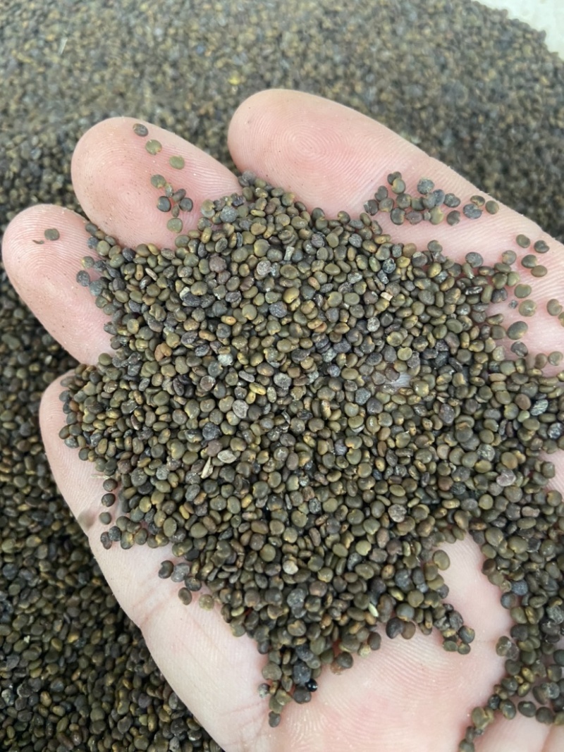 沙苑子茶沙菀子正品沙苑蒺藜沙苑蒺藜中药材泡茶