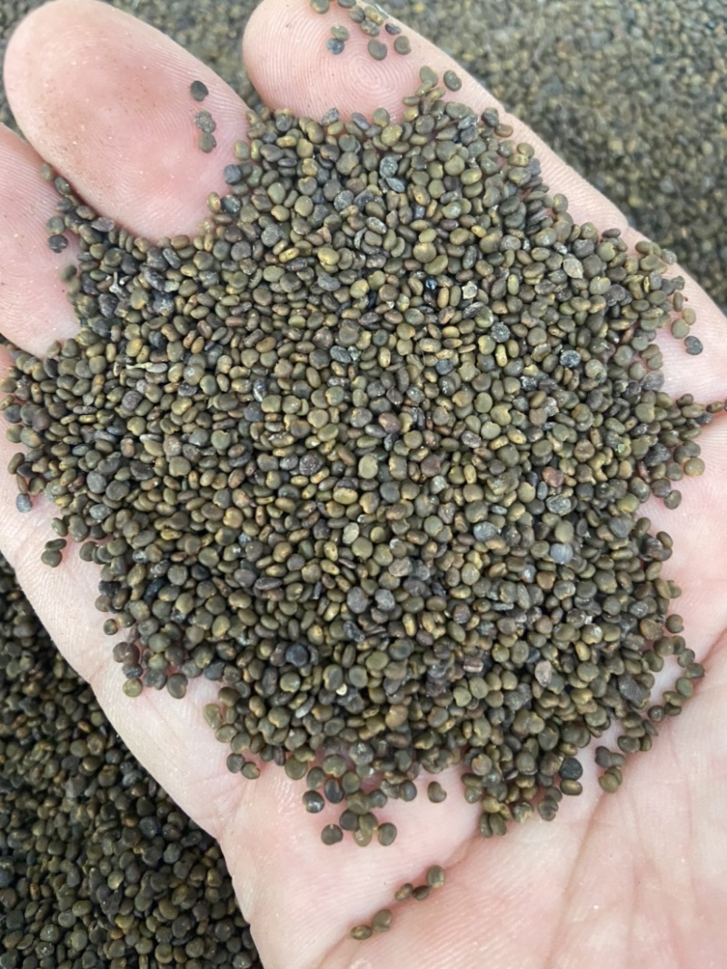 沙苑子茶沙菀子正品沙苑蒺藜沙苑蒺藜中药材泡茶