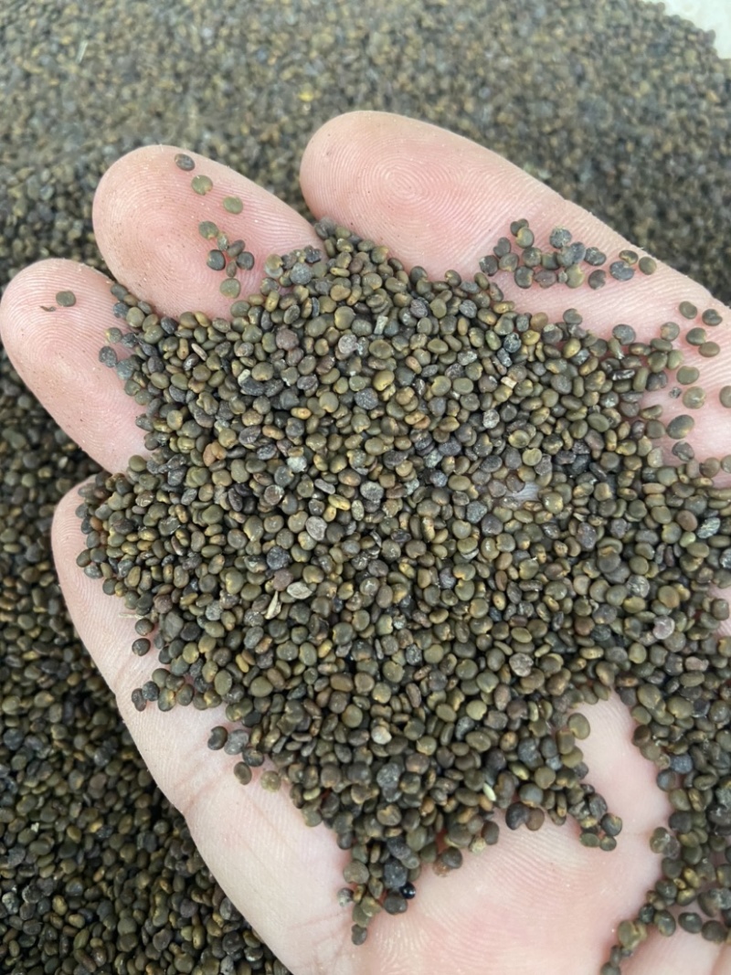 沙苑子茶沙菀子正品沙苑蒺藜沙苑蒺藜中药材泡茶
