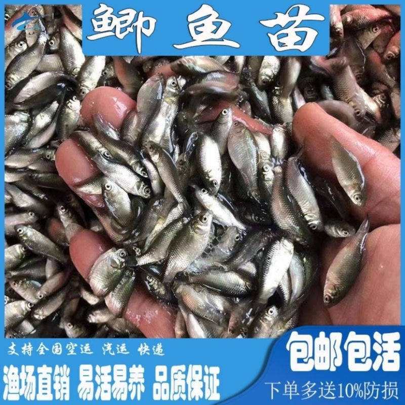 鲫鱼苗中科五号苗鱼塘直发技术指导