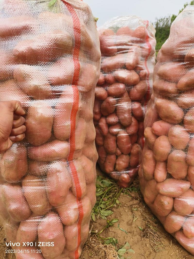 【推荐】精品青薯9号土豆，个头大均匀，产地供应发货，全国可发