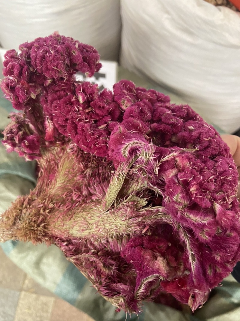 鸡冠花中药材正品鸡冠花无硫药用鸡冠花鸡髻花鸡冠