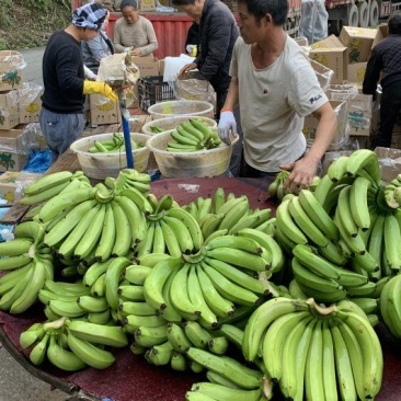 云南高山威廉斯甜香蕉产地大量供应平台电商链接