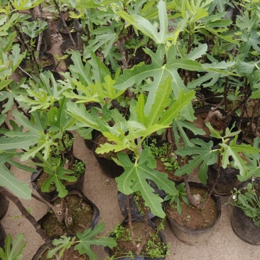 无花果盆景产地直发提供技术质量保证欢迎致电