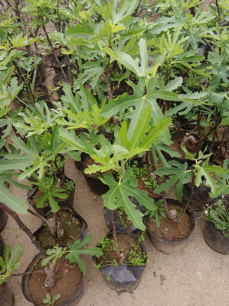 无花果盆景产地直发提供技术质量保证欢迎致电
