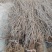 攀藤植物爬山虎苗。爬墙虎苗，1.2米直销。爬墙神奇