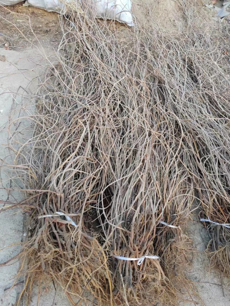 攀藤植物爬山虎苗。爬墙虎苗，1.2米直销。爬墙神奇
