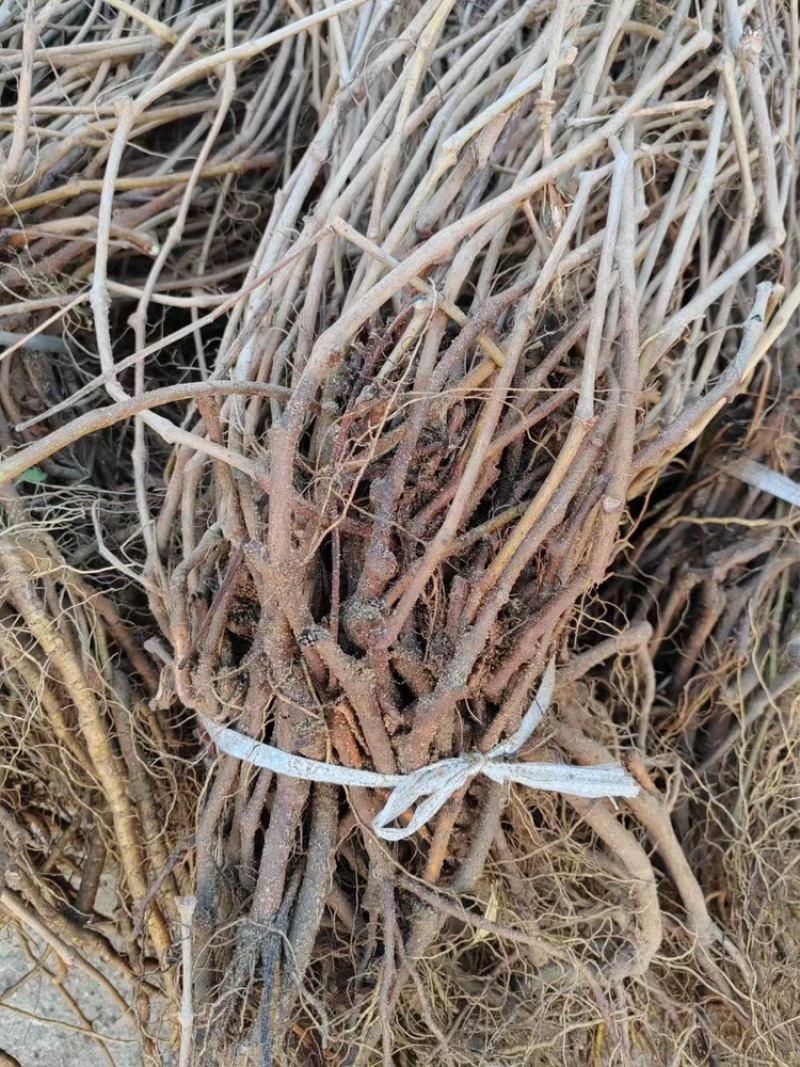 攀藤植物爬山虎苗。爬墙虎苗，1.2米直销。爬墙神奇