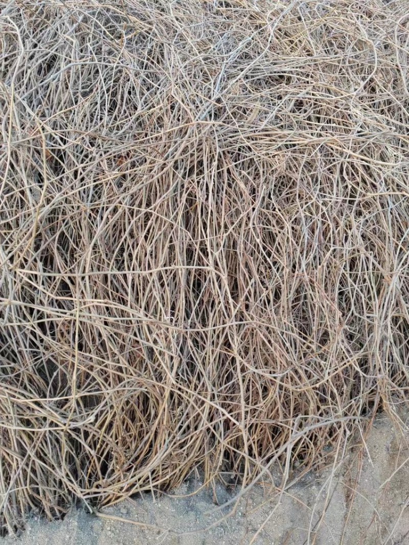 攀藤植物爬山虎苗。爬墙虎苗，1.2米直销。爬墙神奇