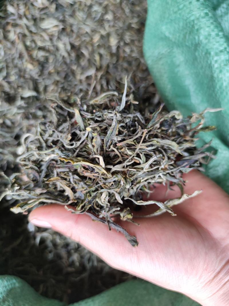 云南普洱绿茶
