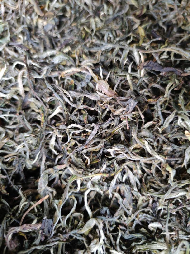 云南普洱绿茶